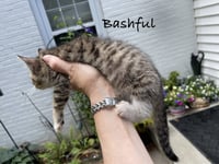 Bashful - Photo 3