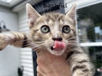 Bashful - Photo 4