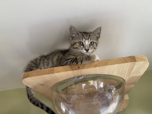 BASHFUL - Domestic Short Hair / Tabby available for adoption