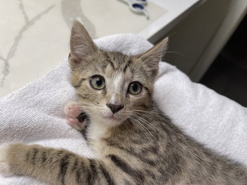 BASHFUL - Domestic Short Hair / Tabby available for adoption