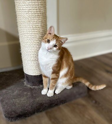JOJO - GOOFY SWEETHEART - Domestic Short Hair available for adoption