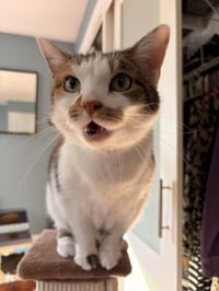 Sophie (gentle and sweet dilute calico) - Photo 5