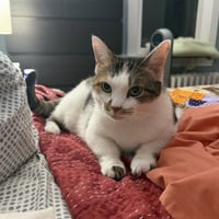 Sophie (gentle and sweet dilute calico) - Photo 1