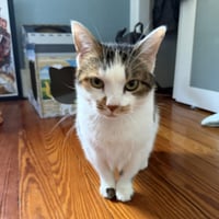 Sophie (gentle and sweet dilute calico) - Photo 7
