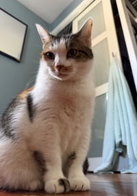 Sophie (gentle and sweet dilute calico) - Photo 9