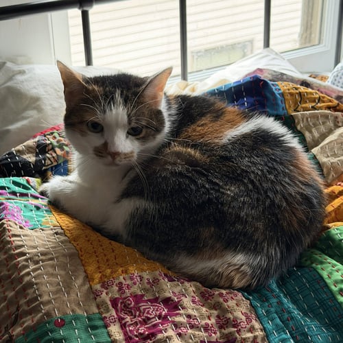 SOPHIE (GENTLE AND SWEET DILUTE CALICO) - Domestic Short Hair available for adoption