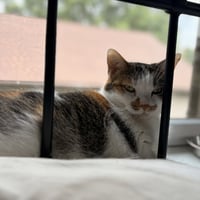 Sophie (gentle and sweet dilute calico) - Photo 4