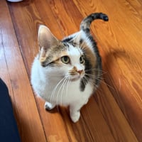 Sophie (gentle and sweet dilute calico) - Photo 6