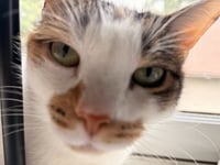 Sophie (gentle and sweet dilute calico) - Photo 3