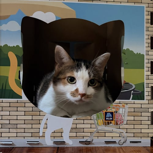 SOPHIE (GENTLE AND SWEET DILUTE CALICO) - Domestic Short Hair available for adoption
