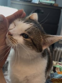 Sophie (gentle and sweet dilute calico) - Photo 8