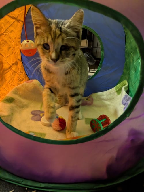 ANNE BONNY - Domestic Short Hair available for adoption