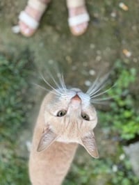 Vader (bonded with Cassie) - Photo 3