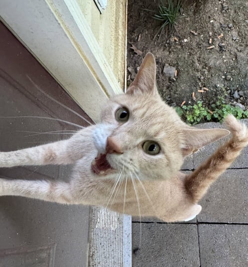 VADER (BONDED WITH CASSIE) - Domestic Short Hair available for adoption
