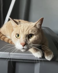 Vader (bonded with Cassie) - Photo 1