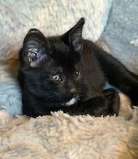 Topaz (and Aggie) - Photo 1