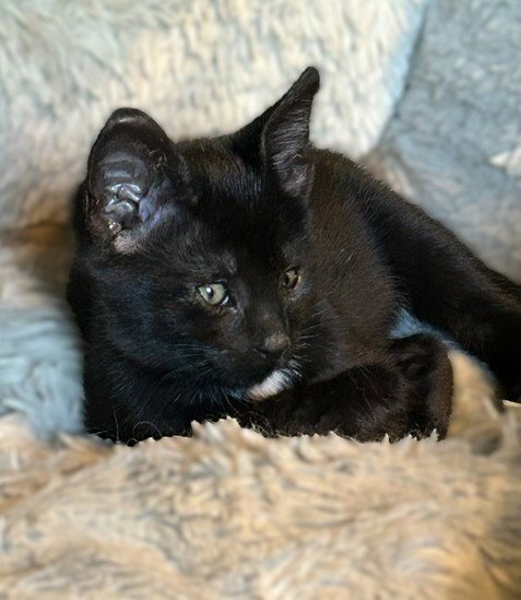 TOPAZ (AND AGGIE) - Domestic Short Hair available for adoption