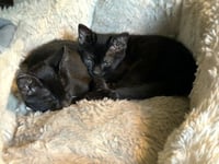 Topaz (and Aggie) - Photo 3