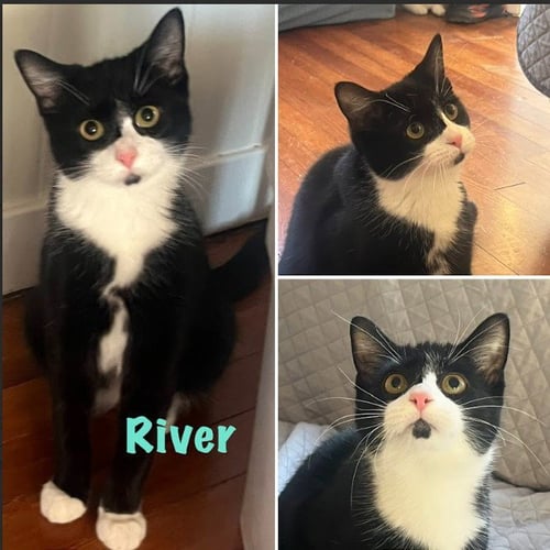 RIVER (BONDED WITH GONZO) - Domestic Short Hair available for adoption