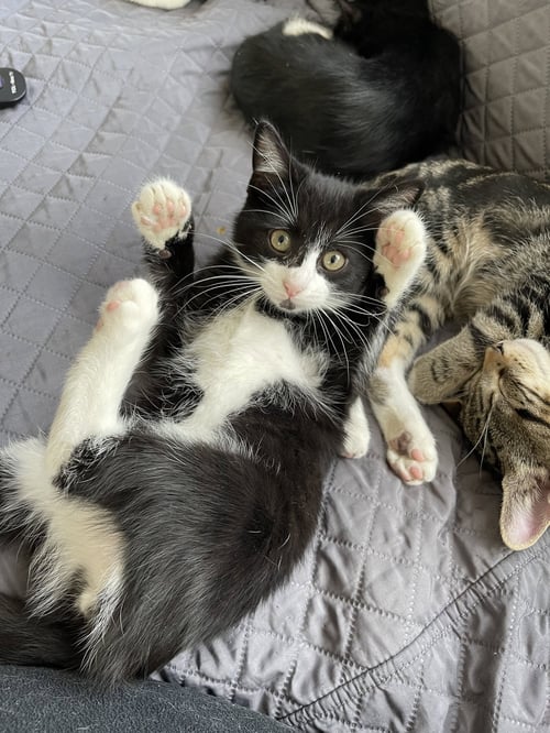 RIVER (BONDED WITH GONZO) - Domestic Short Hair available for adoption