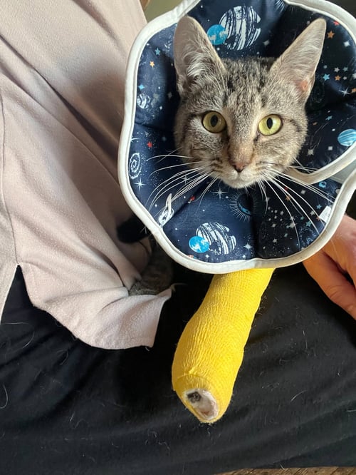 WEMBLEY - Domestic Short Hair available for adoption