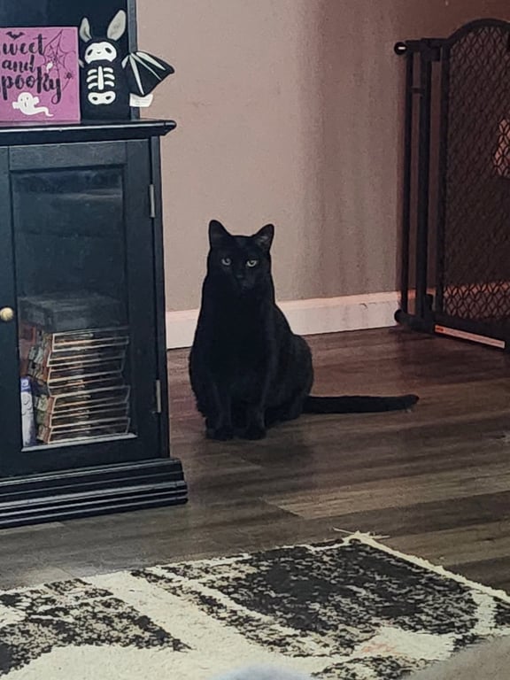 Salem Image