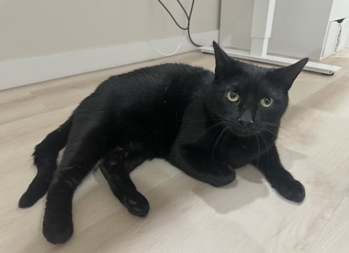 SALEM - Domestic Short Hair available for adoption