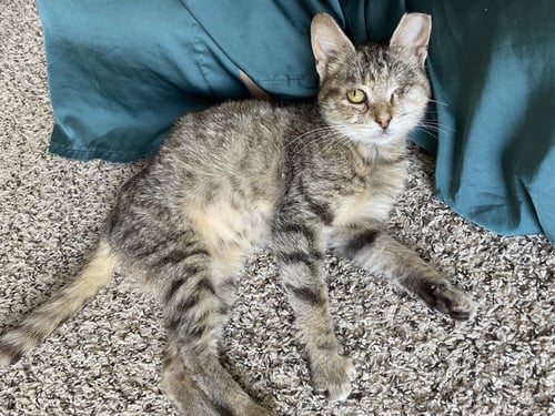 WILLOW - Domestic Short Hair available for adoption