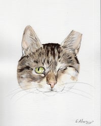 Willow - Photo 6