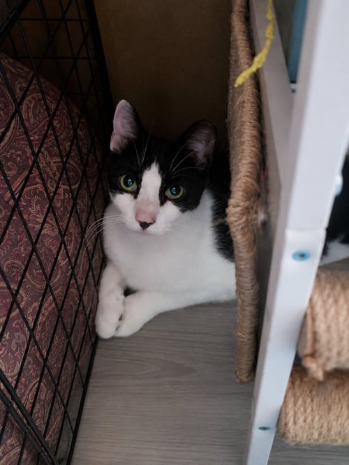 BRADY - Domestic Short Hair available for adoption