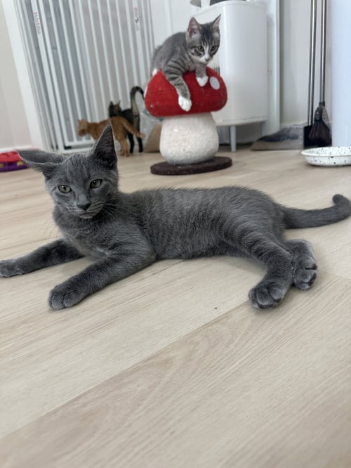 AIOLI - Domestic Short Hair available for adoption