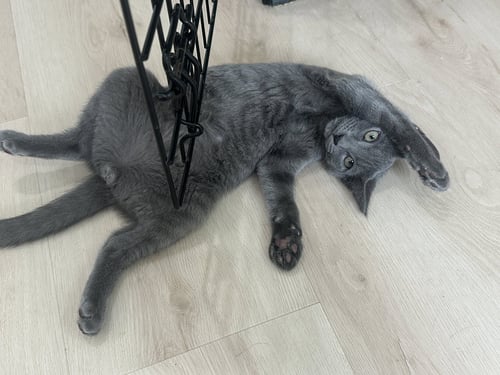 AIOLI - Domestic Short Hair available for adoption