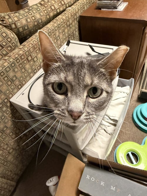 AMORA (ADOPT WITH FRIENDLY BIG BROTHER TOM)