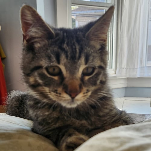 TIGGER R - Domestic Short Hair available for adoption