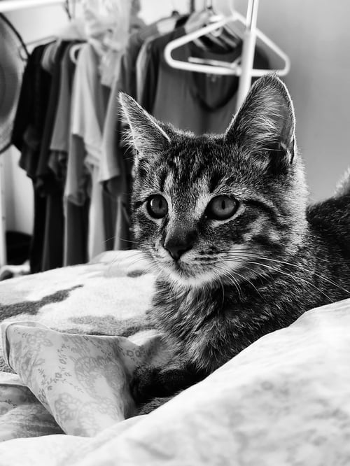 TIGGER R - Domestic Short Hair available for adoption