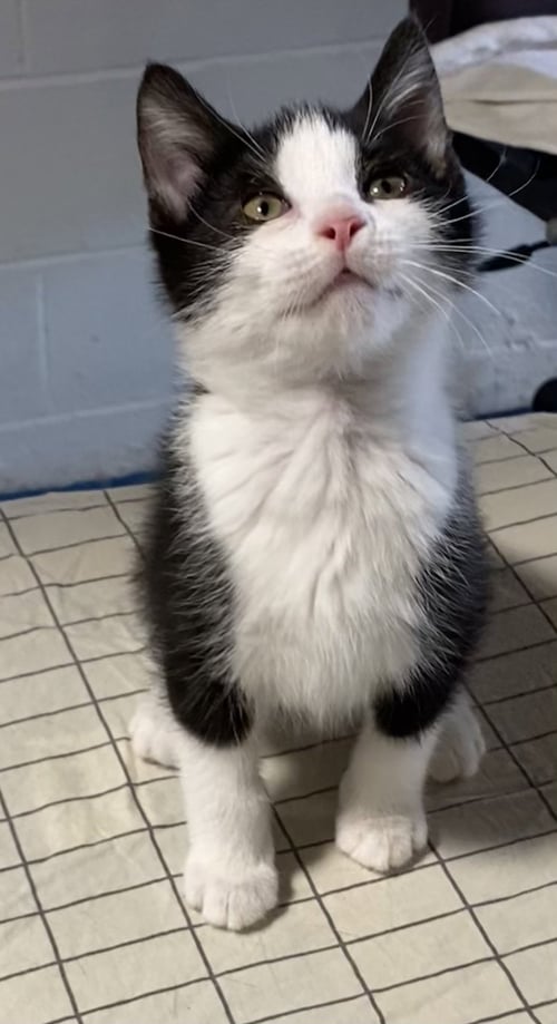 LATKE - Domestic Short Hair available for adoption