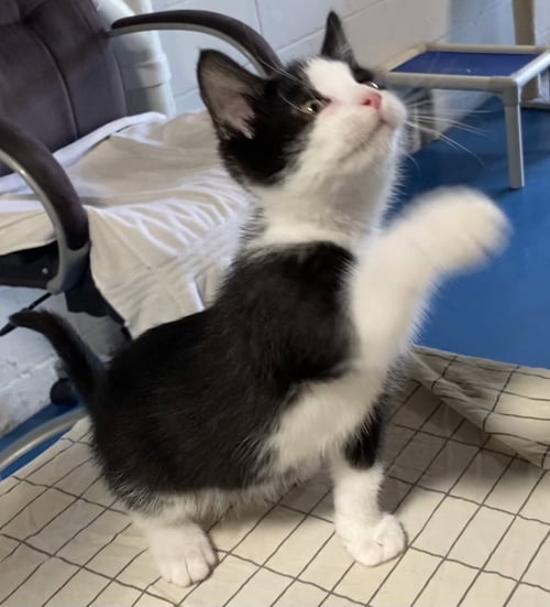 LATKE - Domestic Short Hair available for adoption