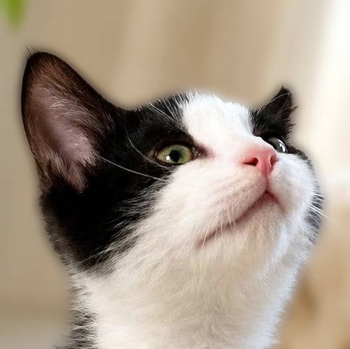 LATKE - Domestic Short Hair available for adoption