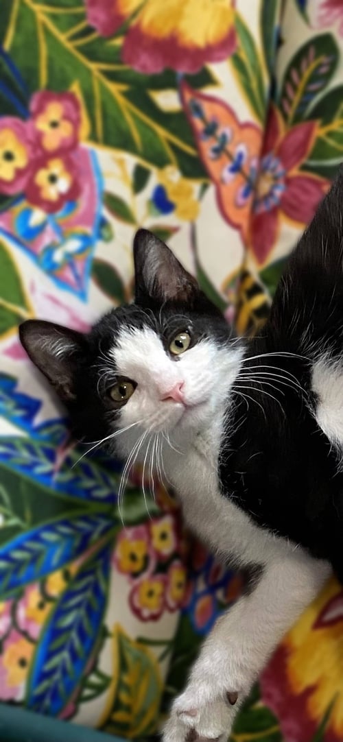 LATKE - Domestic Short Hair available for adoption