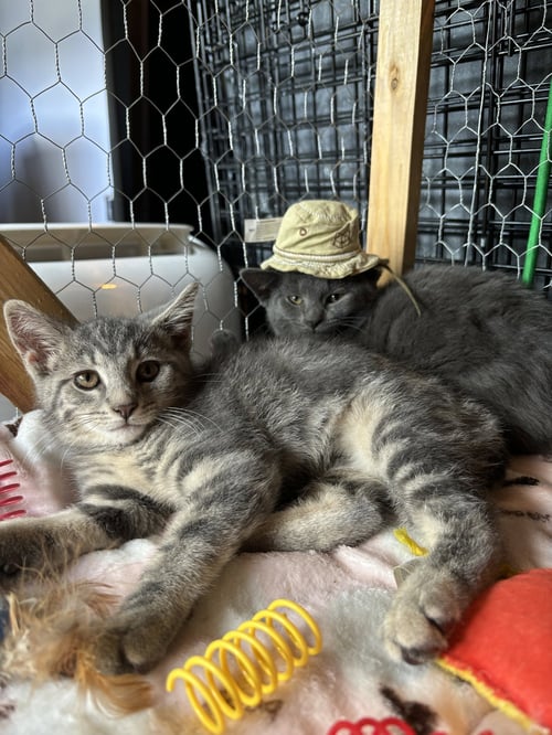 JEWEL - Domestic Short Hair available for adoption