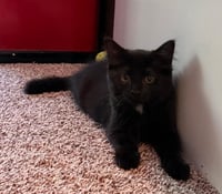 Raisin - Photo 1