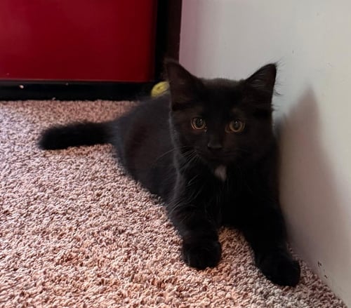 RAISIN - Domestic Medium Hair available for adoption