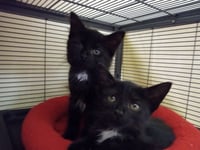 Raisin - Photo 3