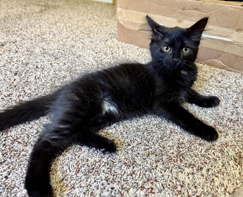 RAISIN - Domestic Medium Hair available for adoption
