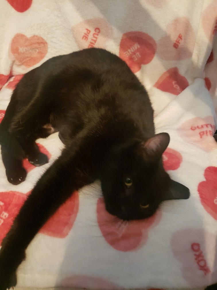 IRINA - Domestic Short Hair available for adoption