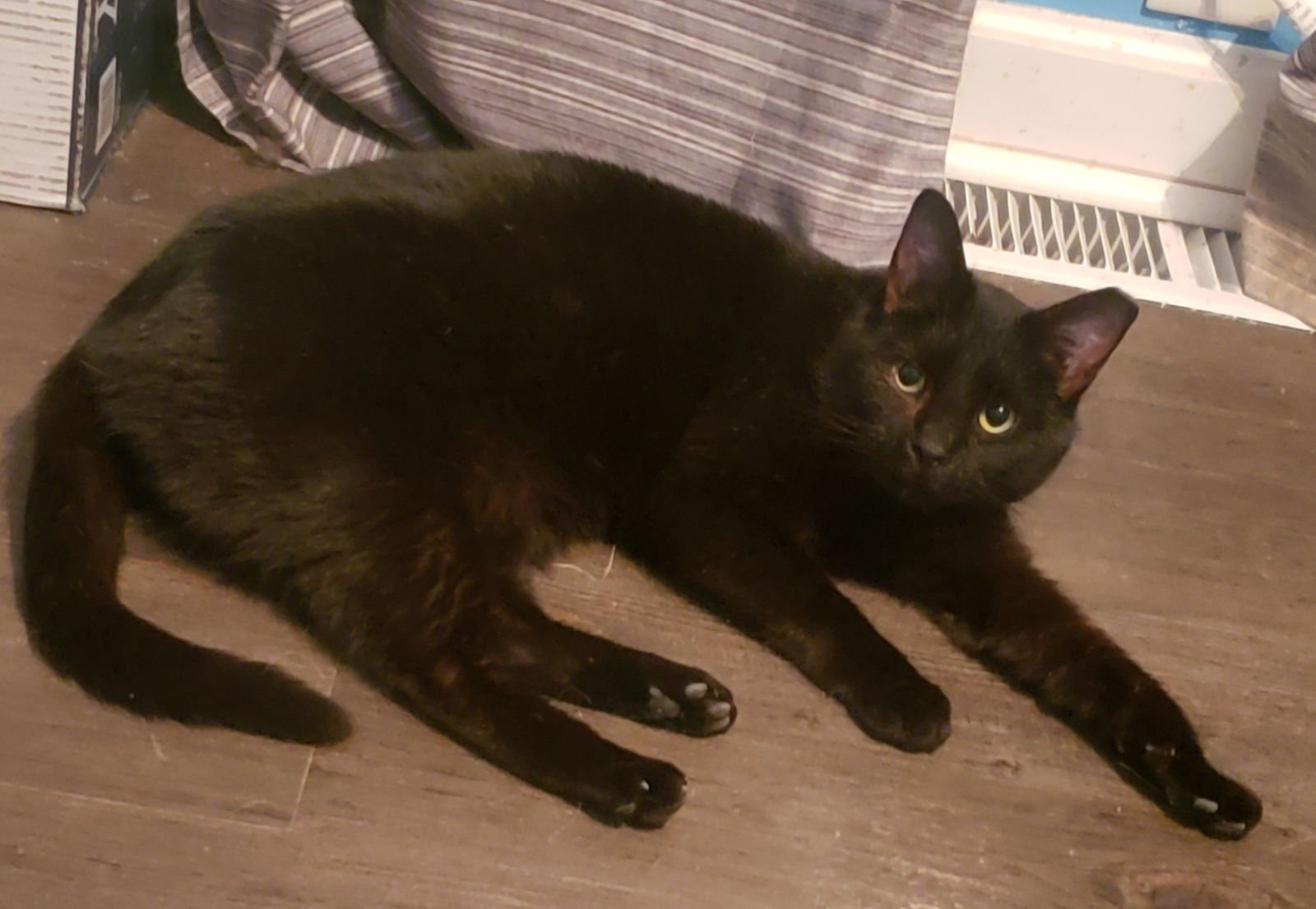 IRINA - Domestic Short Hair available for adoption