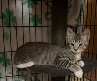 Enzo - Photo 3