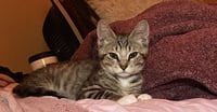 Enzo - Photo 4