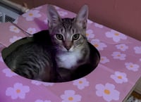 Enzo - Photo 7