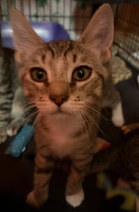 Enzo - Photo 2